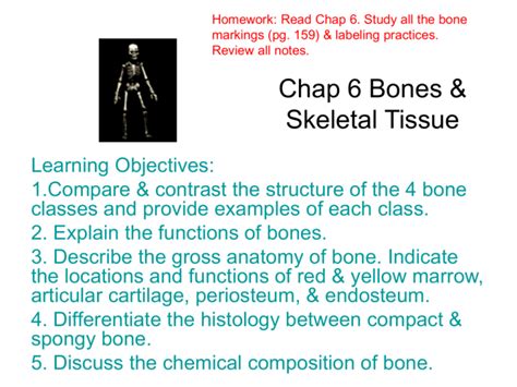 Chap 6 Bones Skeletal Tissue