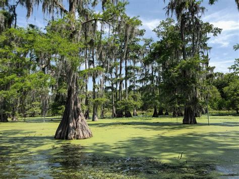 How to visit the bayou and swamps in Louisiana - Urbaine City