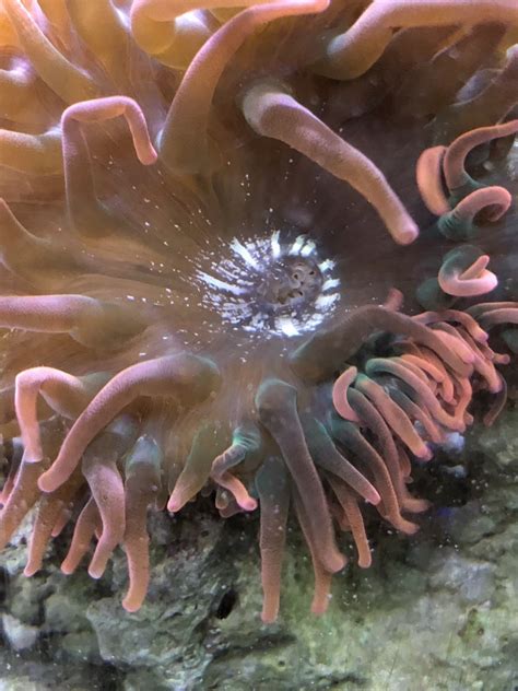 Anemone Mouth | REEF2REEF Saltwater and Reef Aquarium Forum