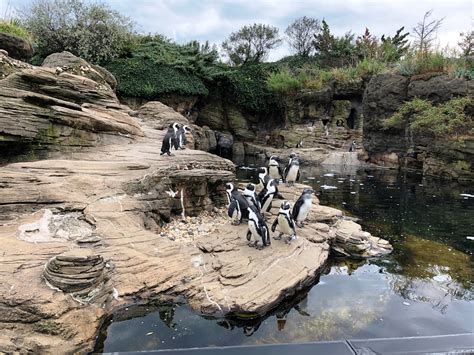 Commuters celebrate as the aquarium t station finally reopens 34