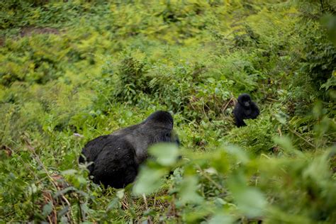 Mountain Gorilla Conservation: Eco-Toursim - Amahoro Tours