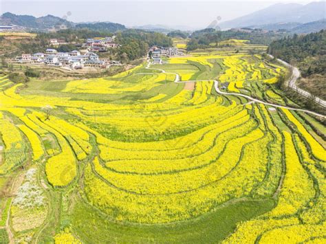 美丽乡村金黄油菜花盛开航拍摄影图 包图企业站