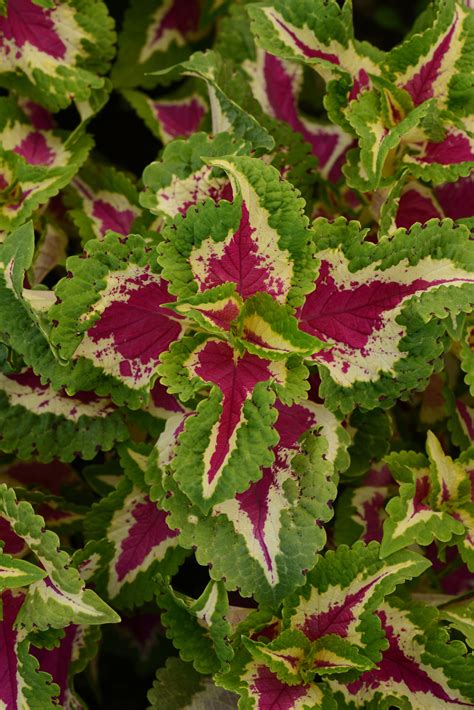 COLEUS Solenostemon WIZARD ROSE Muller Seeds