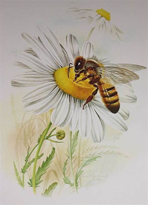 Honey Bee Flower Drawing