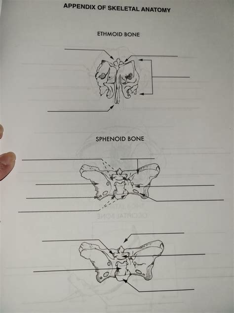 Ethmoid And Sphenoid Diagram Quizlet