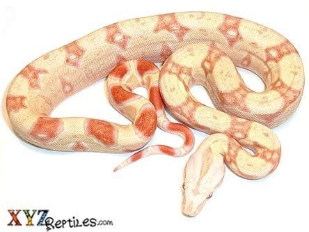 Albino Boa Constrictor For Sale With Live Arrival Guarantee - xyzReptiles