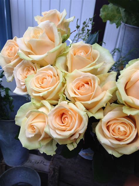 peach color roses 8