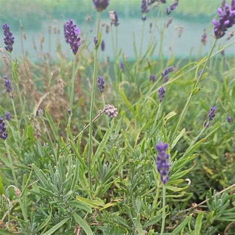 English Lavender Cm L Pot Grown Lavandula Angustifolia Hidcote