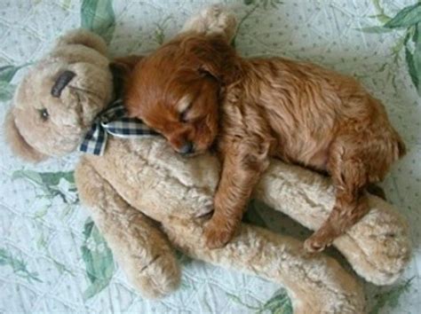 20 Puppies Cuddling With Their Stuffed Animals During Nap Time Puppy