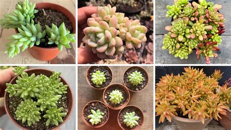 30 EspÉcies De Sedum Para IdentificaÇÃo Nomes CientÍficos Youtube