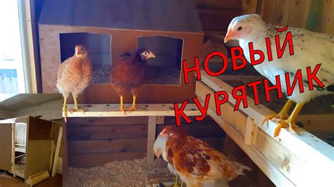 Курятник для куриц - YouTube