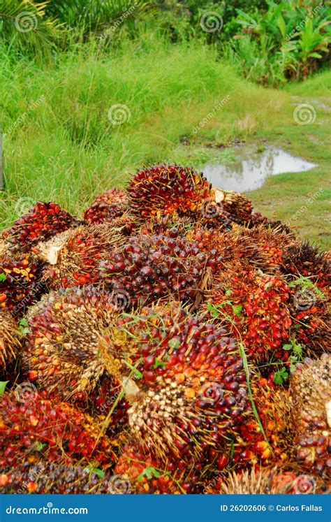 Ripe Oil Palm Fruit Load Stock Photo Image Of Processing 26202606