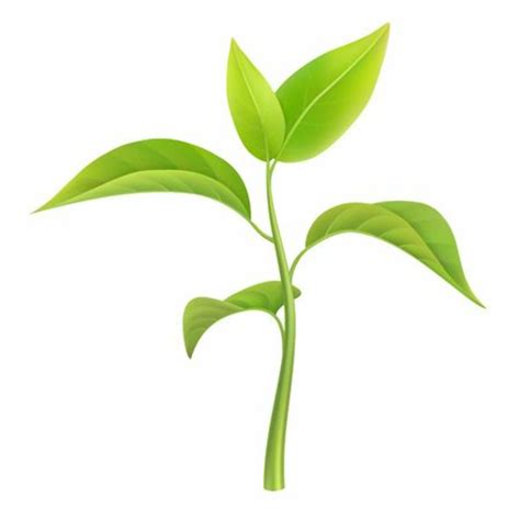 Download High Quality plant clipart small Transparent PNG Images - Art ...