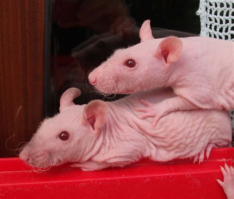 PELO LE VARIETA DEL RATTO DA COMPAGNIA RAT VARIETIES