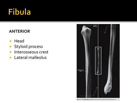 Ppt The Pelvic Girdle Powerpoint Presentation Id2199308