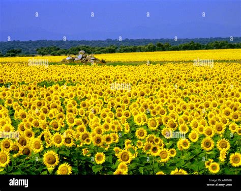 Field With Sunflowers Andalucia Spain Stock Photo Alamy