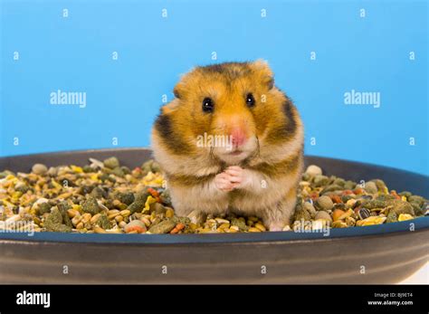 Hamsters With Food In Cheeks