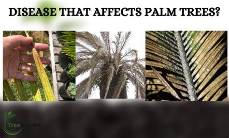 How To Treat Palm Tree Diseases 6 Common Disease