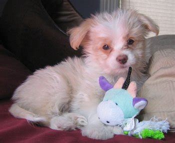 Chi Chi Dog (Chihuahua-Chinese Crested Mix) Info, Temperament, Puppies, Pictures