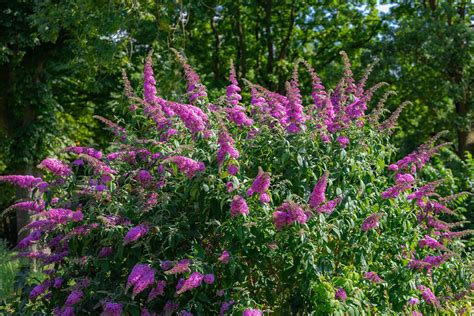 15 Show-Stopping Flowering Shrubs for Full Sun