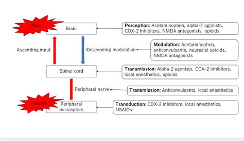 Multimodal Analgesia For Postoperative Acute Pain Cox Cyclooxygenase