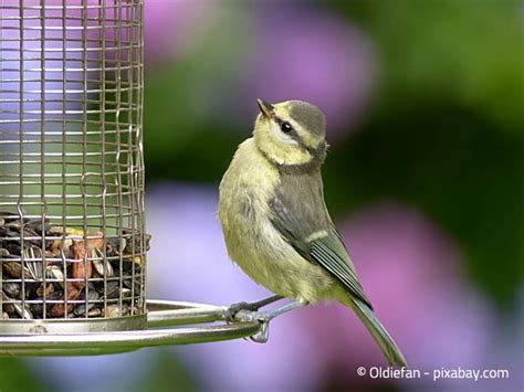 Wie Sie Vögel im Winter richtig füttern Garten HausXXL Garten