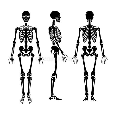 Anatomical Positions Vector Illustration Scheme Of Superior Inferior