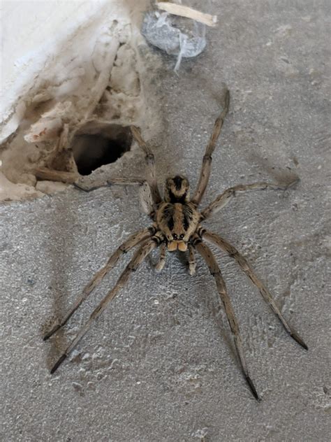 Best Wolf Spider Images On Pholder Spiders Spiderbro And Macro Porn