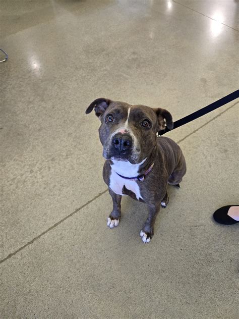 KC Pet Project hosts fostering event, July 4 free pet adoptions