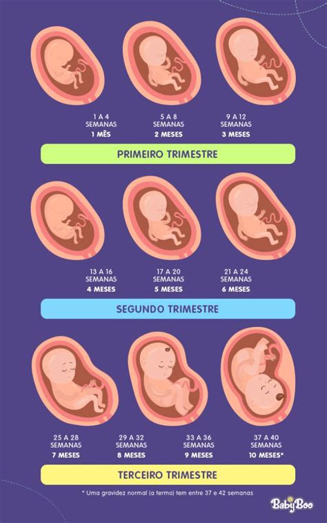 Tempo de gestação em semanas BabyBoo Tempo de gestação Meses de