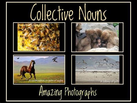 Collective Nouns Amazing Photographs Inspire And Educate By Krazikas