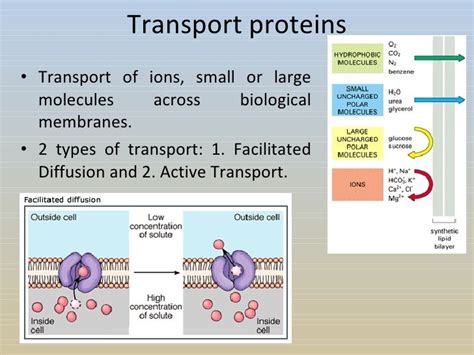 Protein Function