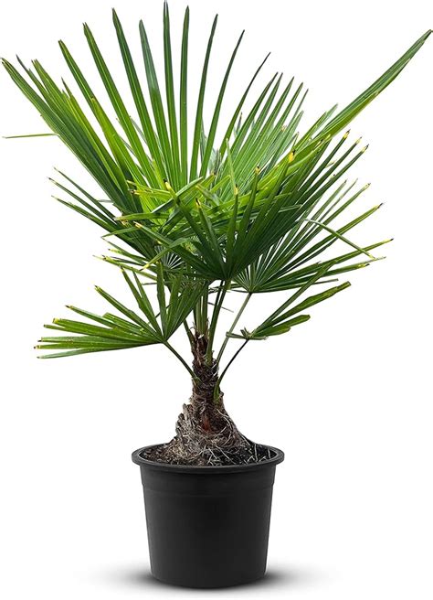 Tropictrees Trachycarpus Fortunei Hanfpalme Winterschutz Mit Einer