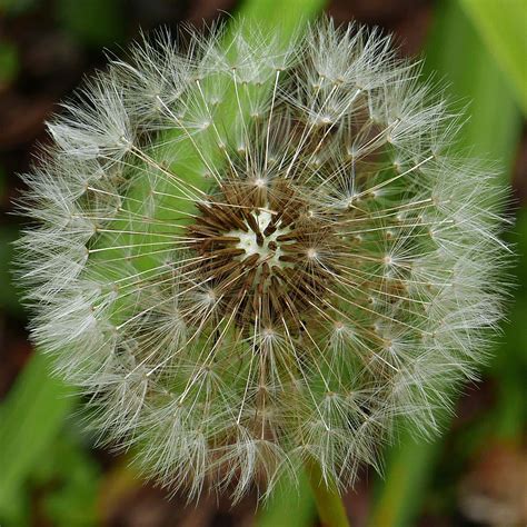 Pappus