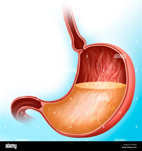 Stomach Acidity Illustration Stock Photo Alamy