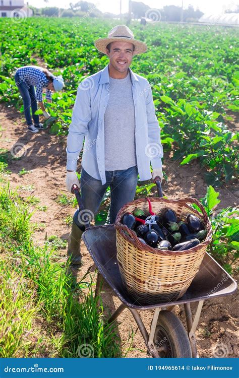 Viticultor Con Cartón De Mano Con Cultivo De Berenjenas En Huerto Foto