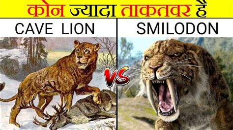 Cave Lion Vs Sabertooth Tiger कोन ज्यादा ताकतवर है Smilodon Vs Cave Lion In Hindi Anokhe