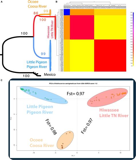 Frontiers Population Genomics And Phylogeography Of A Clonal