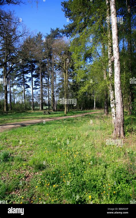 Silver Birch Trees Betula Pendula In Spring Woodland Stock Photo Alamy