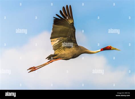 Sarus crane flying isolated in blue skye Stock Photo - Alamy