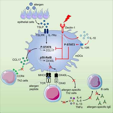 Frontiers Dectin 1 Controls TSLP Induced Th2 Response By Regulating