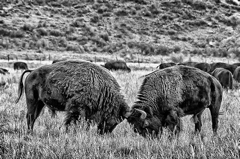 Fighting Bison Photograph by Steven Bahrns - Fine Art America