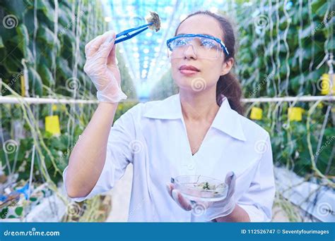 Criador De Sexo Femenino En Invernadero Imagen De Archivo Imagen De Laboratorio Prueba 112526747