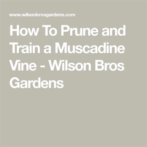 How To Prune and Train a Muscadine Vine - Wilson Bros Gardens | Muscadine vine, Vines, Prune