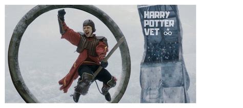 Which Quidditch Position Is Like Your Role in a Vet Hospital? - Harry ...