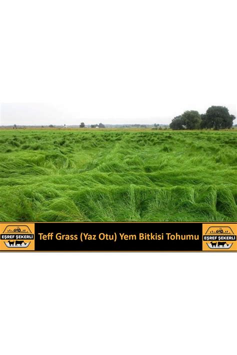 EŞREF ŞEKERLİ Yaz Otu teff Grass Tohumu 10 Kg Fiyatı Yorumları