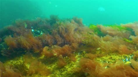 Red Algae Porphira Leucosticta Ceramium Sp Enteromorpha Sp Stock