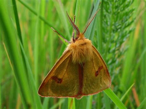 Медведица насекомое - 74 фото