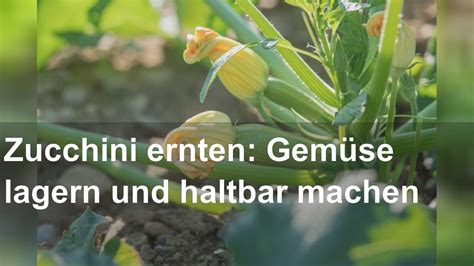 Zucchini ernten Gemüse lagern und haltbar machen YouTube