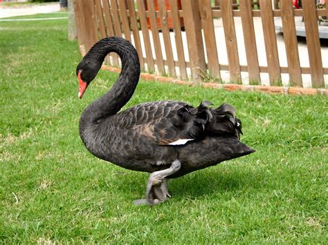 Black swan Free Photo Download | FreeImages